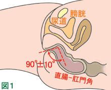 寝ている状態（女性）