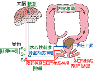 排便のメカニズム 福祉用具なら 矢崎化工kaigo Web